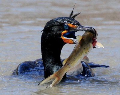 Cormorant, Double-crested