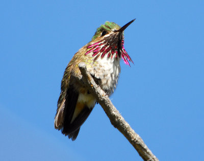 Hummingbird, Caliope