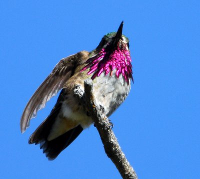 Hummingbird, Caliope