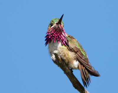 Hummingbird, Caliope