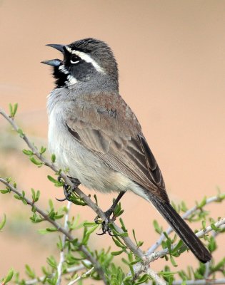 Sparrow, Black-throated