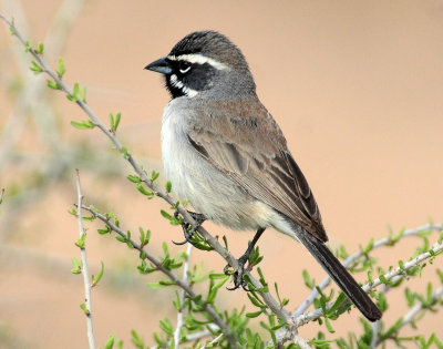 Sparrow, Black-throated