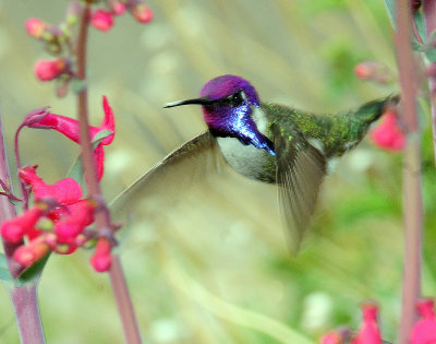 Hummingbird, Costas