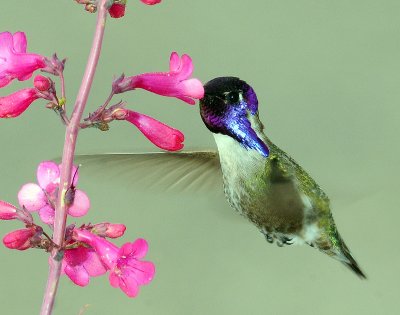 Hummingbird, Costa's