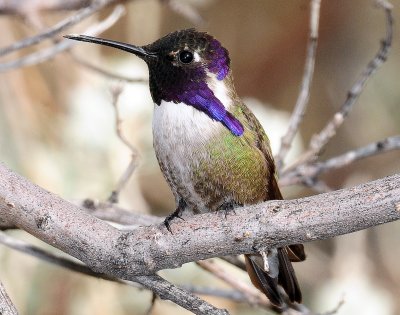 Hummingbird, Costa's