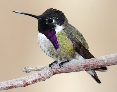 Hummingbird, Costa's