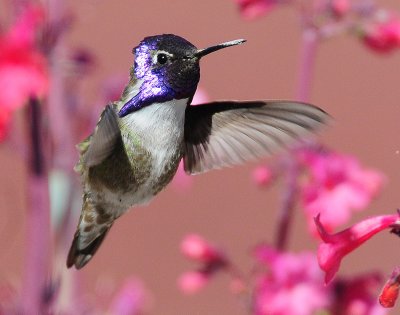 Hummingbird, Costa's