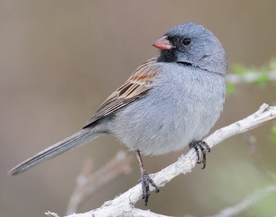 Sparrow, Black-chinned