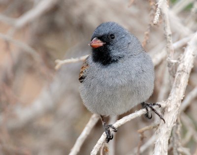 Sparrow, Black-chinned