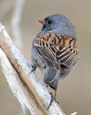 Sparrow, Black-chinned