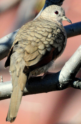 Dove, Inca