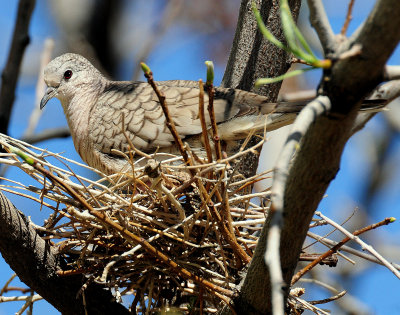 Dove, Inca