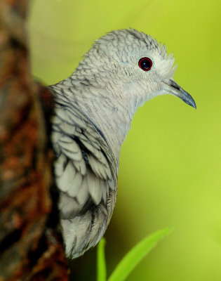 Dove, Inca