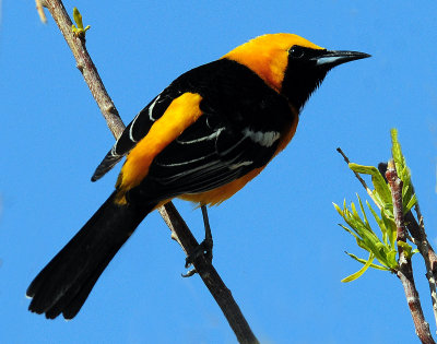 Oriole, Hooded