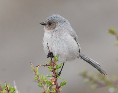 Bushtit