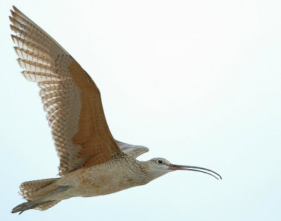 Curlew, Long-billed