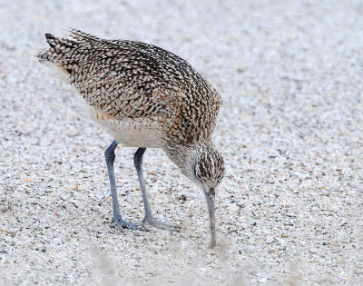 Curlew, Lomg-billed