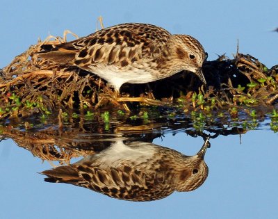 Sandpiper, Least