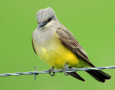 Kingbird, Western