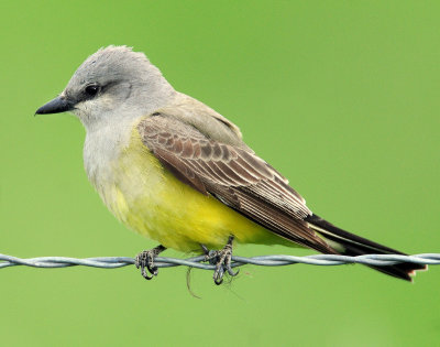 Kingbird, Western