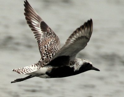 Plover, Black-bellied