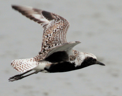 Plover, Black-bellied