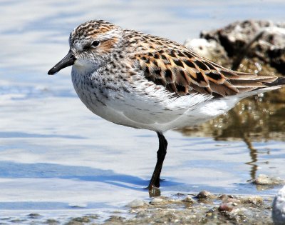 Sandpiper, Semipalmated