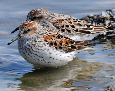 Sandpiper, Western