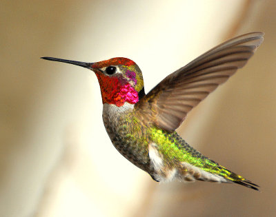 Hummingbird, Anna's