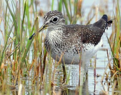 Sandpiper, Solitary