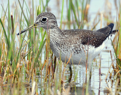 Sandpiper, Solitary