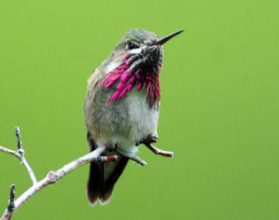 Hummingbird, Calliope