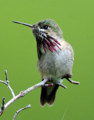 Hummingbird, Calliope