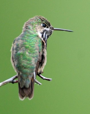 Hummingbird, Calliope