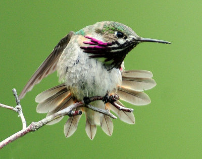 Hummingbird, Calliope--2009