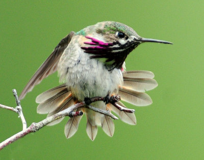 Hummingbird, Calliope