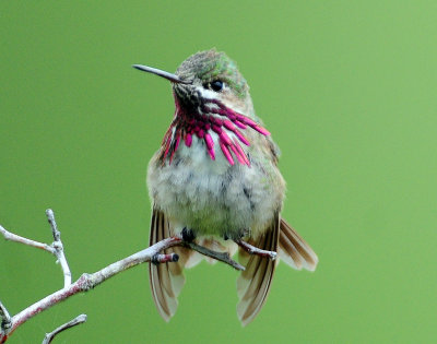 Hummingbird, Calliope