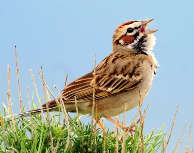 Sparrow, Lark