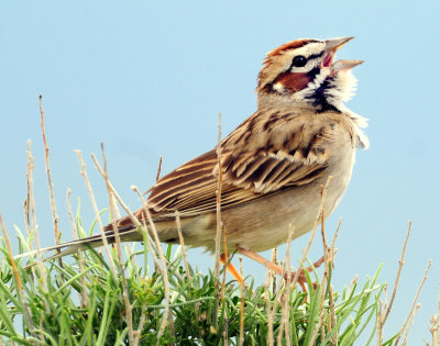 Sparrow, Lark