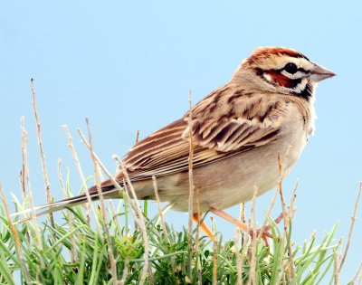 Sparrow, Lark