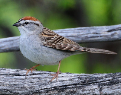 Sparrow, Chipping