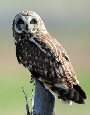 Short-eared and Burrowing Owls (2009)