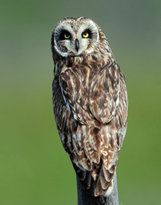Owl Short-eared D-204.jpg