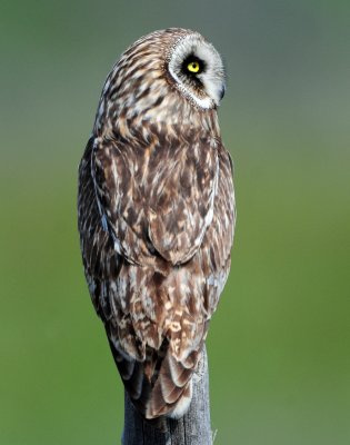 Owl Short-eared D-205.jpg