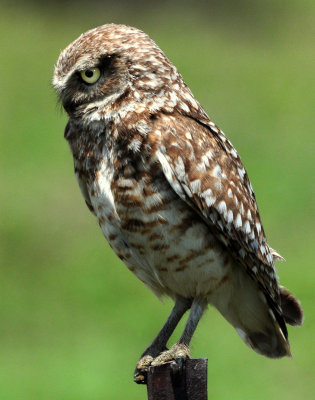 Owl Burrowing D-101.jpg
