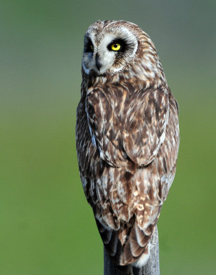 Owl Short-eared D-202.jpg
