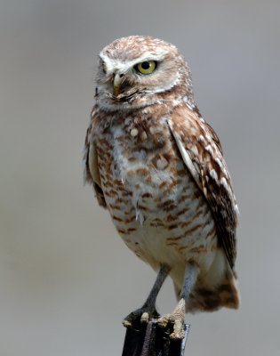 Owl Burrowing D-103.jpg