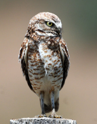 Owl Burrowing D-104.jpg