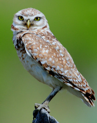 Owl Burrowing D-102.jpg