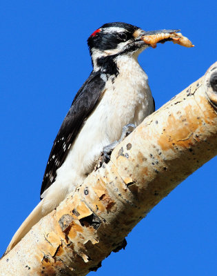 Woodpecker, Hairy